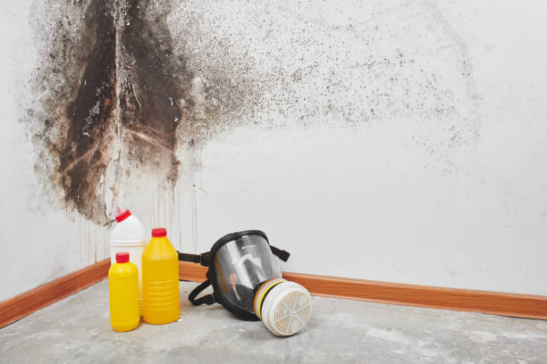 Best Residential Mold Removal  in Prairieville, LA
