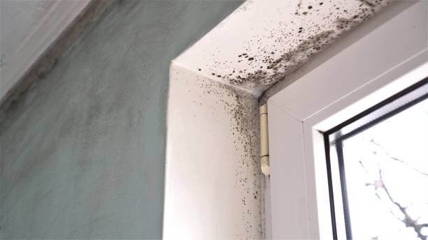 Best Mold Damage Repair  in Prairieville, LA