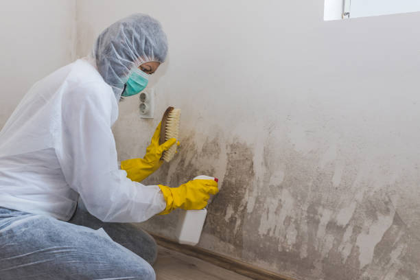 Best Commercial Mold Removal  in Prairieville, LA