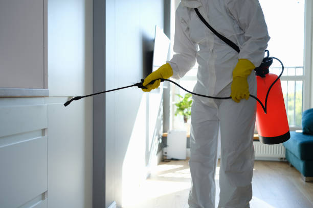 Best Mold Removal and Inspection  in Prairieville, LA