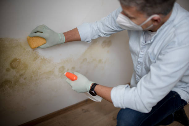 Attic Mold Removal in Prairieville, LA