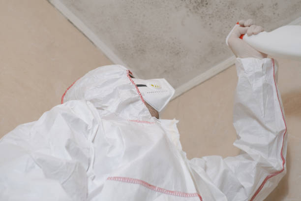 Mold Removal and Inspection in Prairieville, LA