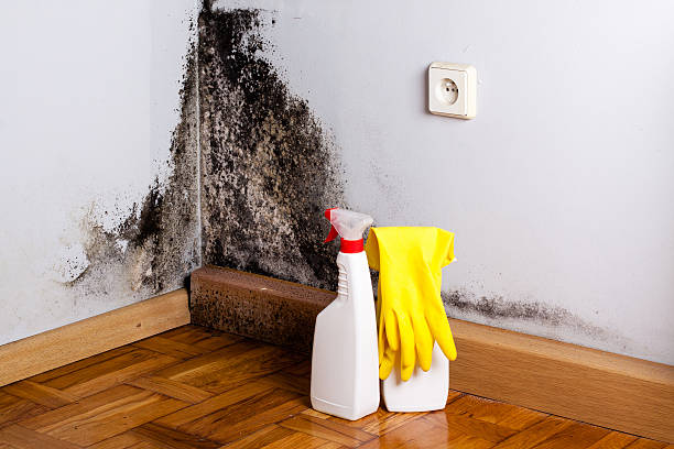 Best Toxic Mold Removal  in Prairieville, LA