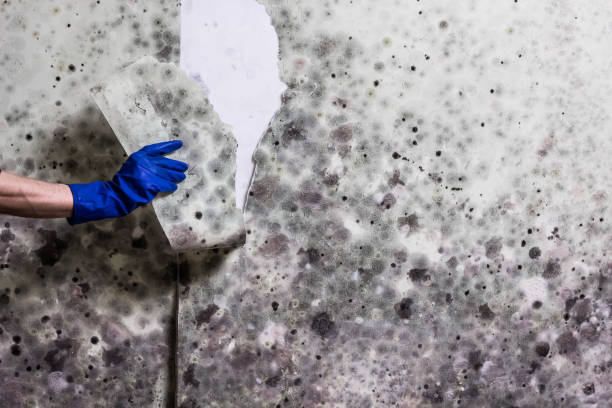 Best Mold Remediation  in Prairieville, LA